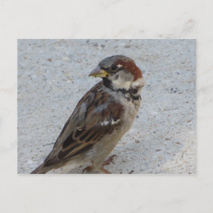 Männlicher Sparrow Postkarte