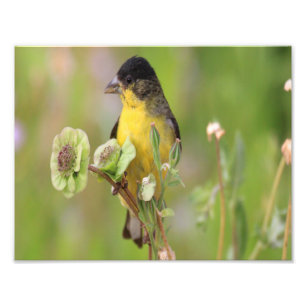 Männlicher Stieglitz auf Blumen sitzend Fotodruck