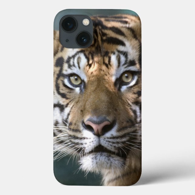 Männlicher Sumatran Tiger (der Pantheratigris Case-Mate iPhone Hülle (Rückseite)