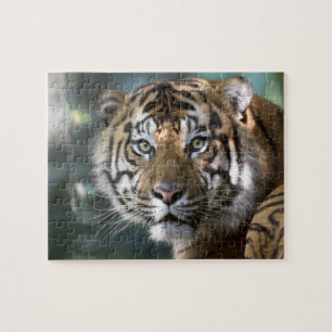 Männlicher Sumatraner Tiger (Panthera tigris sumat Puzzle