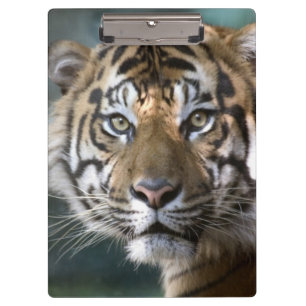Männlicher Sumatranischer Tiger (Panthera tigris s Klemmbrett