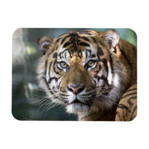Männlicher Sumatranischer Tiger (Panthera tigris s Magnet