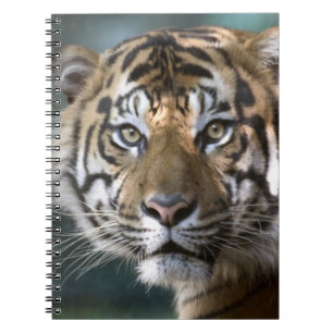 Männlicher Sumatranischer Tiger (Panthera tigris s Notizblock