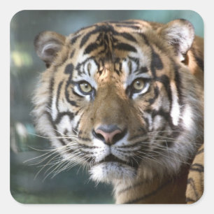 Männlicher Sumatranischer Tiger (Panthera tigris s Quadratischer Aufkleber