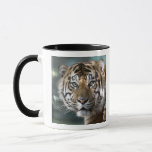 Männlicher Sumatranischer Tiger (Panthera tigris s Tasse