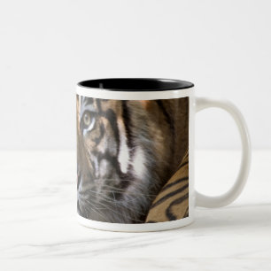 Männlicher Sumatranischer Tiger (Panthera tigris s Zweifarbige Tasse