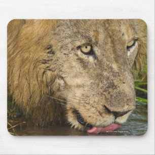Männlicher trinkender Löwe, größerer Kruger Mousepad