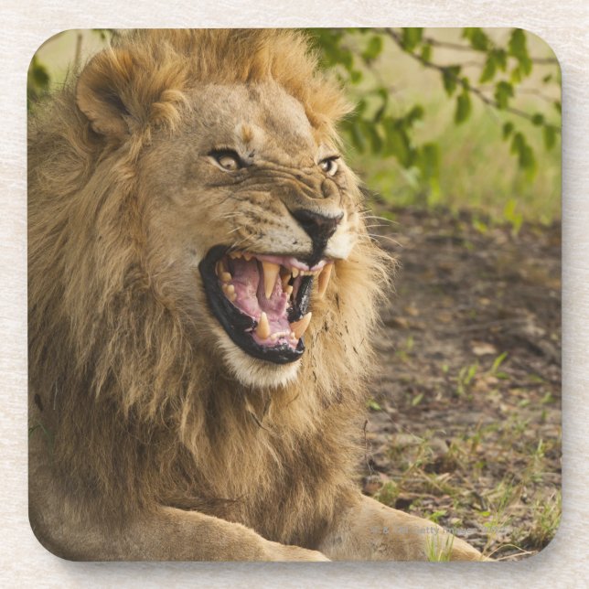 Männlicher verwirrender Löwe (Panthera Löwe), Untersetzer (Vorderseite)