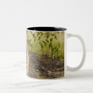 Männlicher verwirrender Löwe (Panthera Löwe), Zweifarbige Tasse