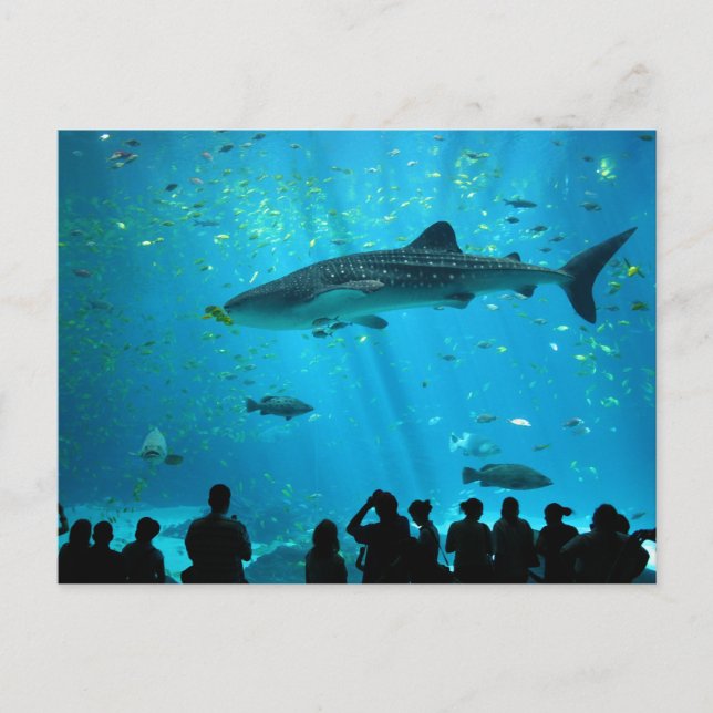 Männlicher Whale Hai im Georgia Aquarium Postkarte (Vorderseite)