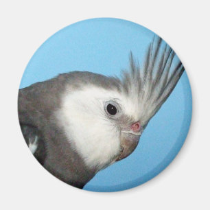 Männlicher Whiteface Cockatiel Magnet
