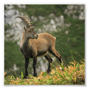 Männlicher wilder alpiner, Caprasteinbock oder Fotodruck