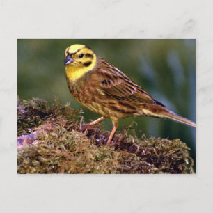 Männlicher Yellowhammer Postkarte
