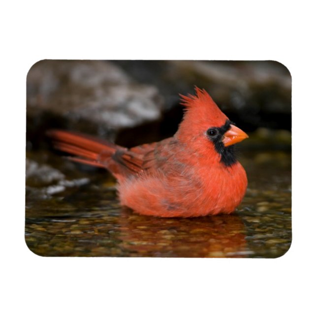 männliches Bad im nördlichen Kardinal Magnet (Horizontal)