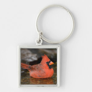 männliches Bad im nördlichen Kardinal Schlüsselanhänger