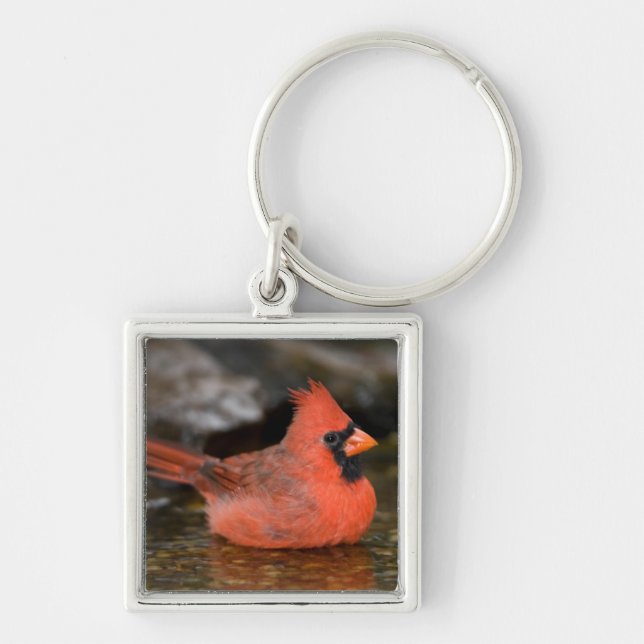 männliches Bad im nördlichen Kardinal Schlüsselanhänger (Vorne)