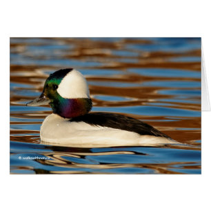 Männliches Bufflehead in der Nachmittagssonne