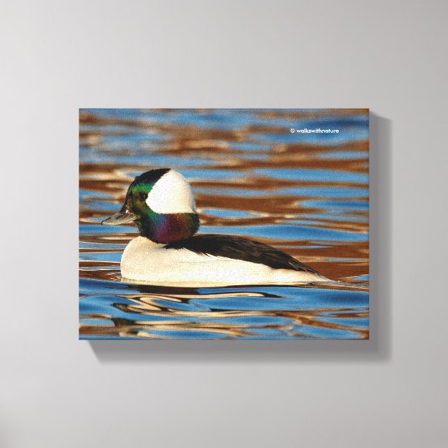Männliches Bufflehead in der Nachmittagssonne Leinwanddruck (Vorderseite)