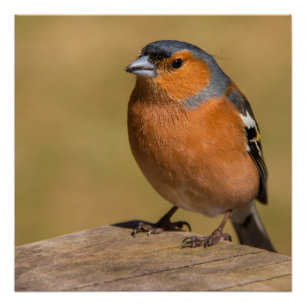 Männliches Chaffinch Poster/Print Poster
