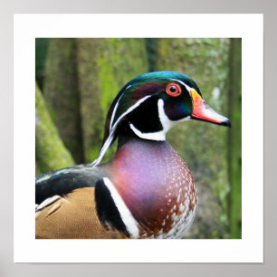 Männliches hölzerne Enten-Profil Poster
