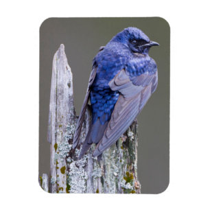 Männliches Lila Martin-Nest über dem See Sammamish Magnet