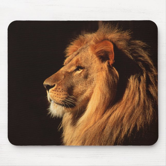 Männliches Löwe-Profil - Tier-Bilder durch Steven Mousepad (Vorne)