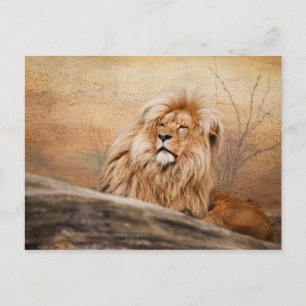 Männliches Löwenfoto Postkarte
