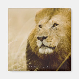 Männliches Porträt des Löwes (Panthera Löwe), Magnet