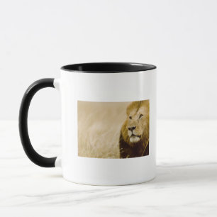 Männliches Porträt des Löwes (Panthera Löwe), Tasse