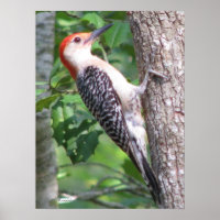 Männliches rotes Woodpecker-Poster