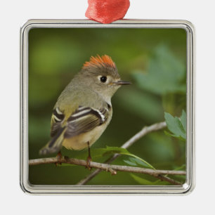 Männliches Ruby-Kronenkönigchen, Regulus calendula Silbernes Ornament