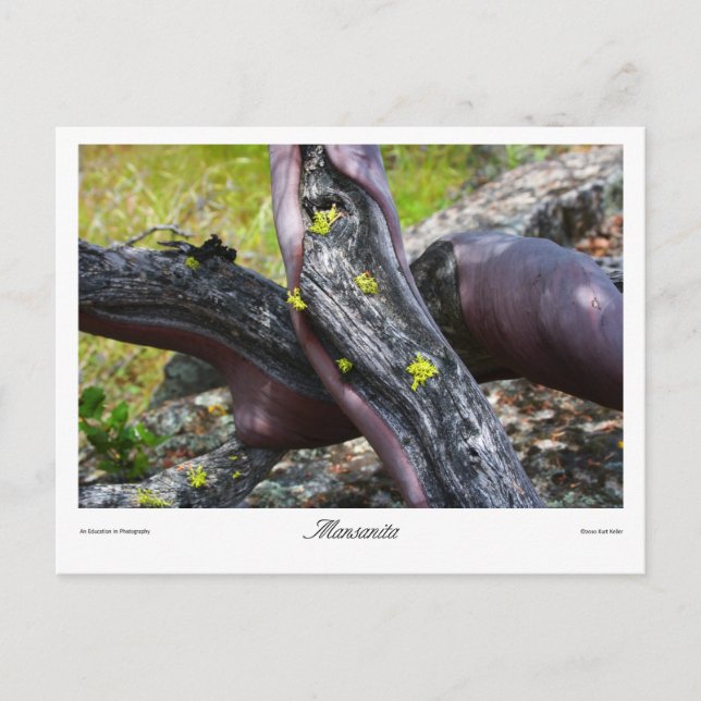 Mansanita Prints Postkarte (Vorderseite)