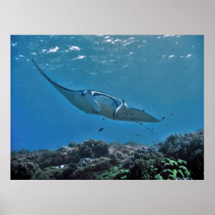 Manta am Riff Poster