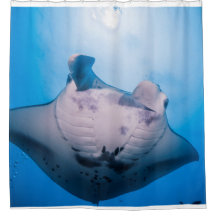Manta Mania : Manta Ray in der Sonne
