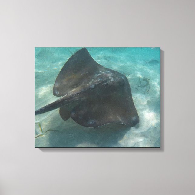 MANTA RAY AUF LEINWAND 20 "x 16" (Vorderseite)
