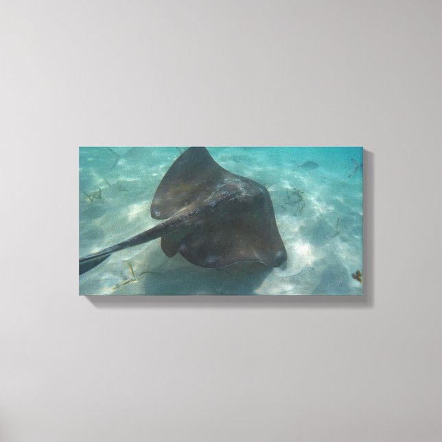 MANTA RAY AUF LEINWAND 20 "x 16" (Vorderseite)