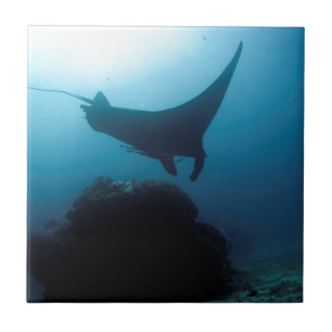 Manta ray Blue Ocean Reinigungsstation Fliese