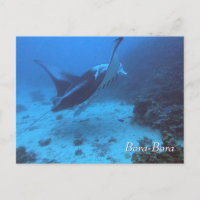 Manta Ray Encounter Diving in Bora Bora