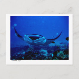 Manta Ray Postcard 01 Postkarte