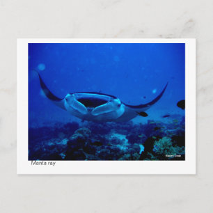 Manta Ray Postcard 01 Postkarte