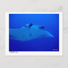 Manta Ray Postcard 03 Postkarte