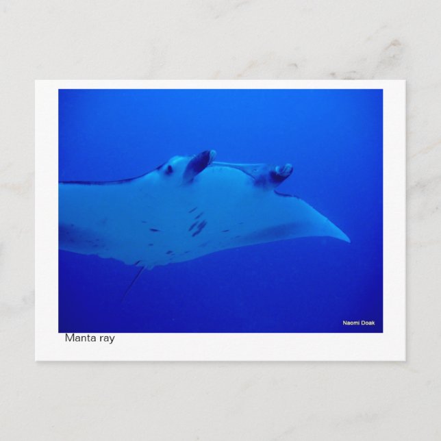 Manta Ray Postcard 03 Postkarte (Vorderseite)