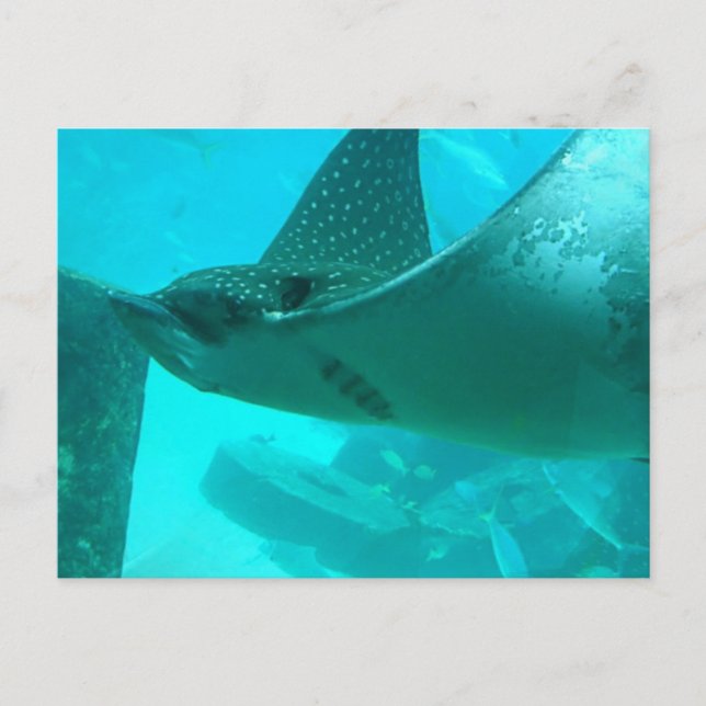 Manta Ray Postcard Postkarte (Vorderseite)