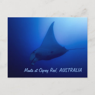 Manta Ray Postcard Postkarte