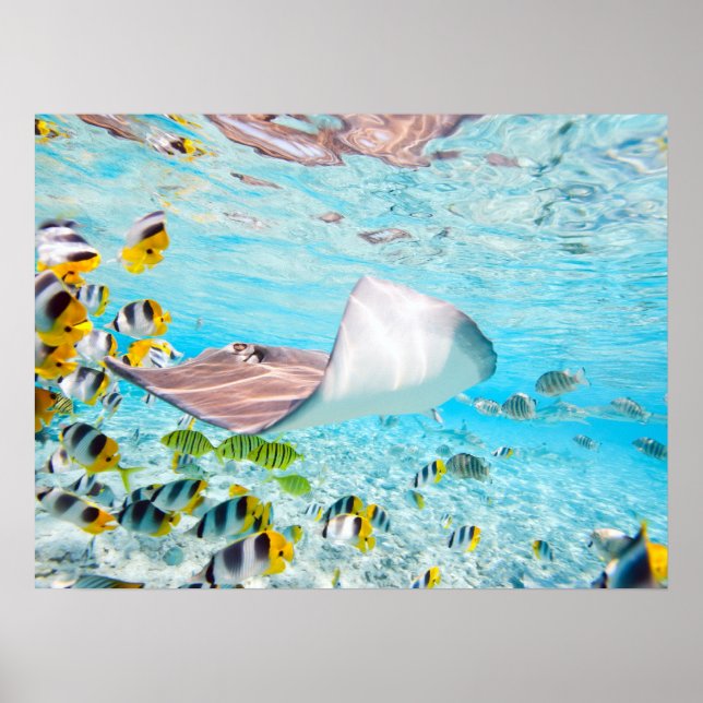 Manta Ray Poster (Vorne)