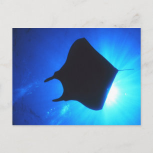 Manta Ray Silhouette Postkarte