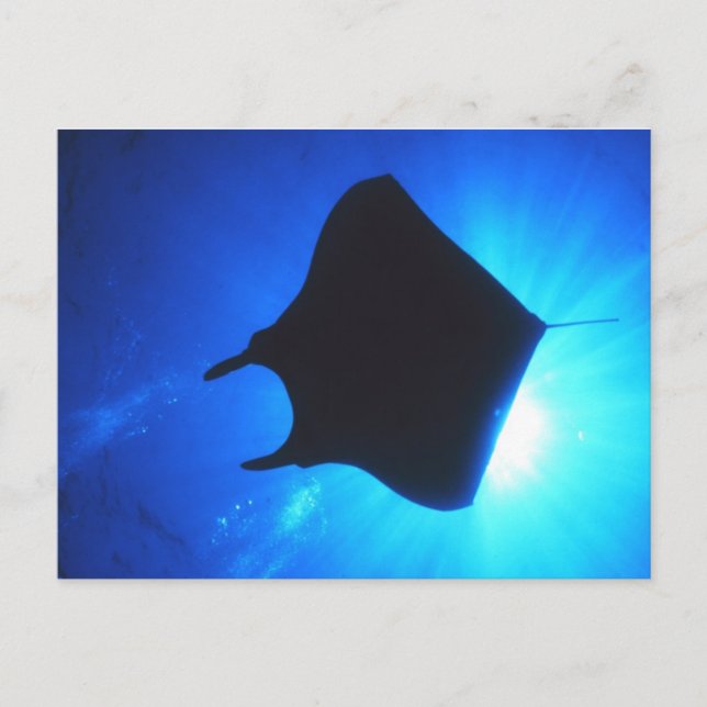 Manta Ray Silhouette Postkarte (Vorderseite)