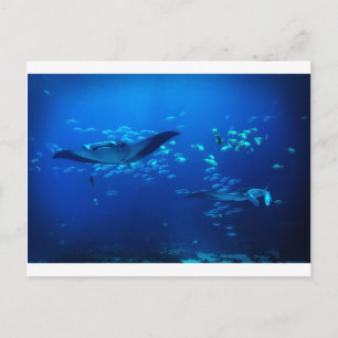 Manta Rays Postkarte