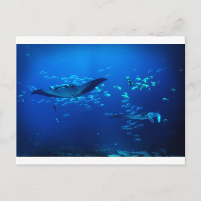 Manta Rays Postkarte (Vorderseite)