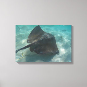 MANTA-ROCHE AUF LEINWAND 50,8 cm x 40,64 cm